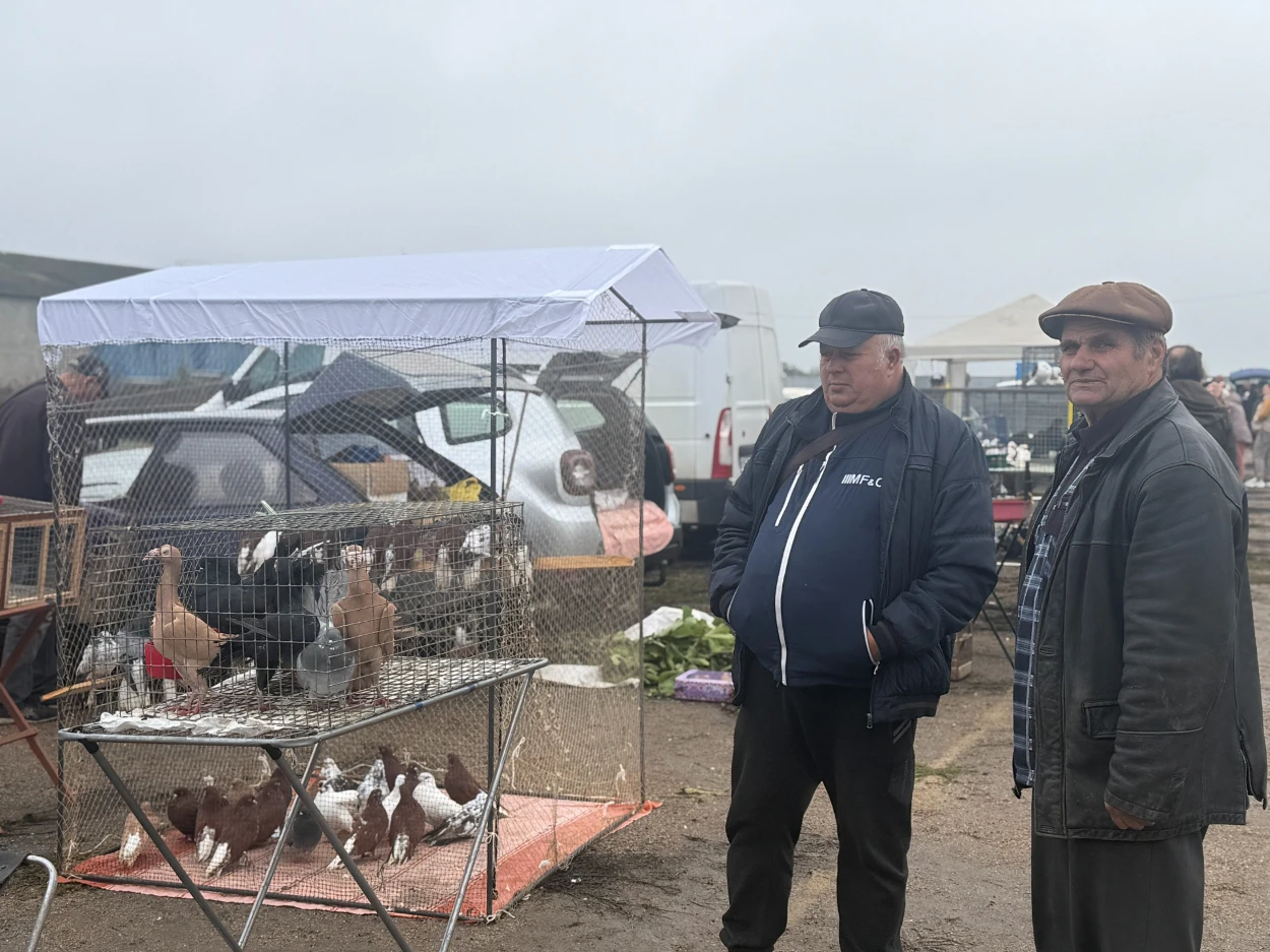 Голуби кар'єри, миколаївські, статні й старокозацькі вертуни: переможці виставки у Первомайську