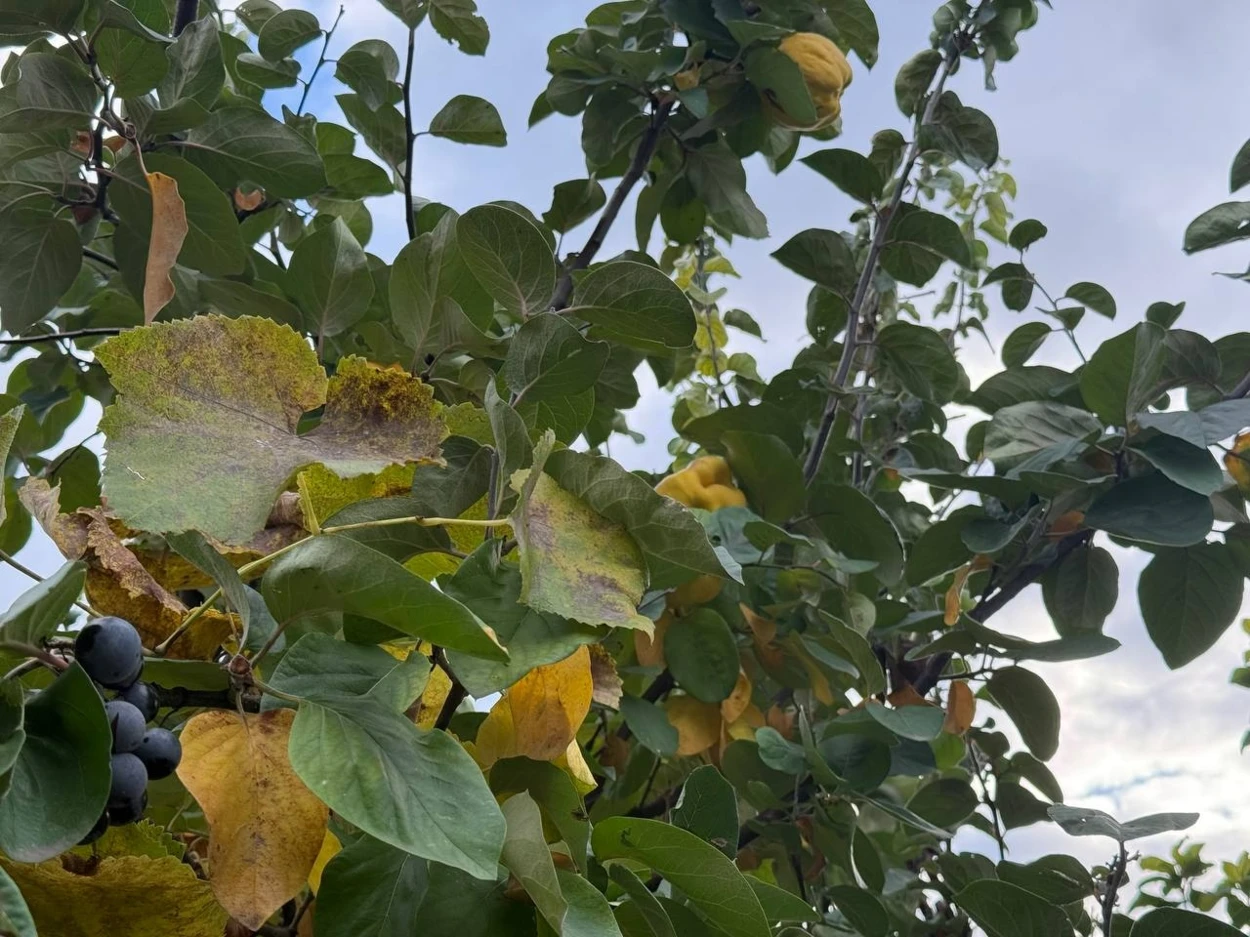 Виноградна лоза переплелася з гіллям айви — осіння картина, з якої почалася ця історія