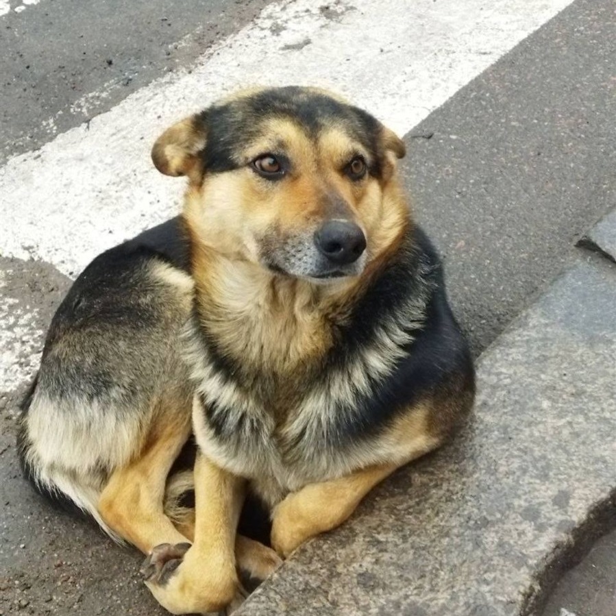 Пес Граф