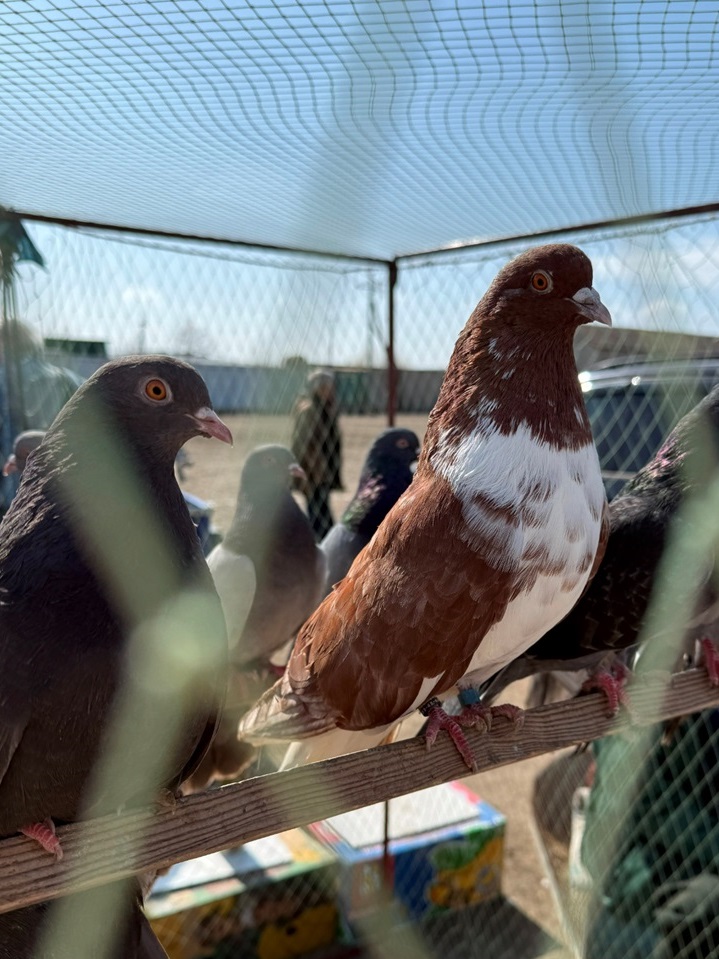 Миколаївський льотний голуб