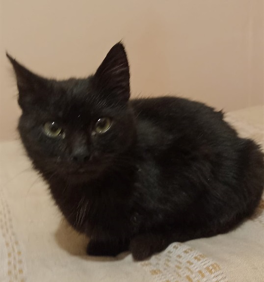 Котик шукає дім