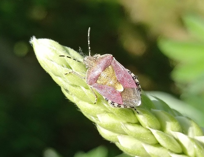Ягідний щитник (Dolycoris baccarum)