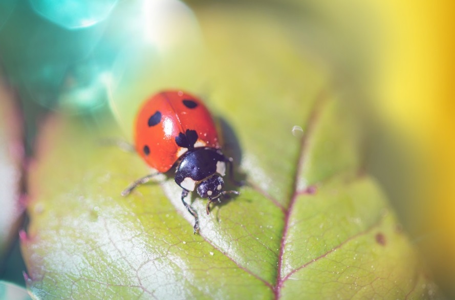 Coccinella septempunctata