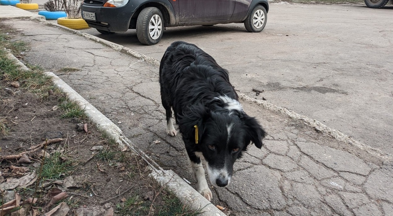 Стерилізували, поставили на облік, повернули прищеплених і чіпованих на територію ОСББ