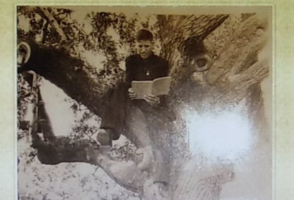 Груша в Кумарях