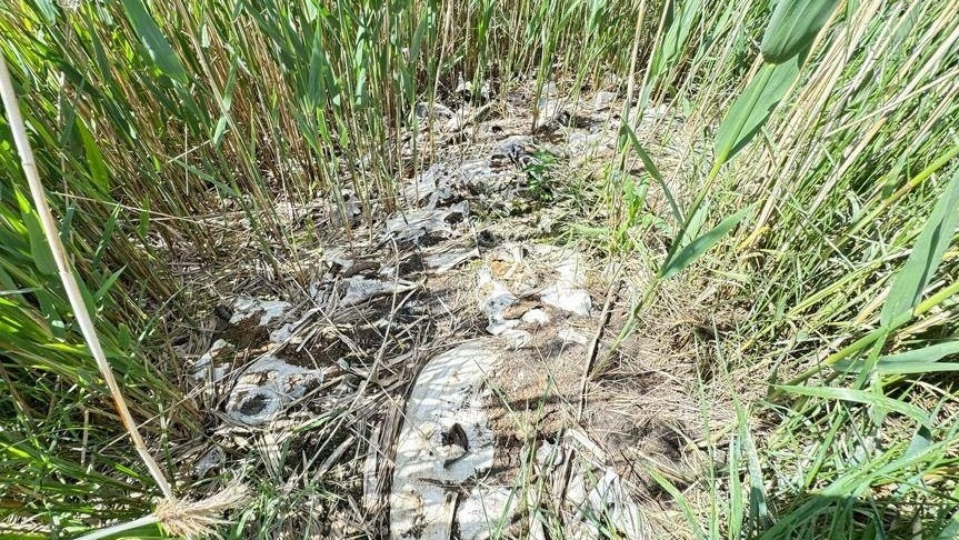 Забруднення землі на Первомайщині: силовики відреагували на незаконні скотомогильники