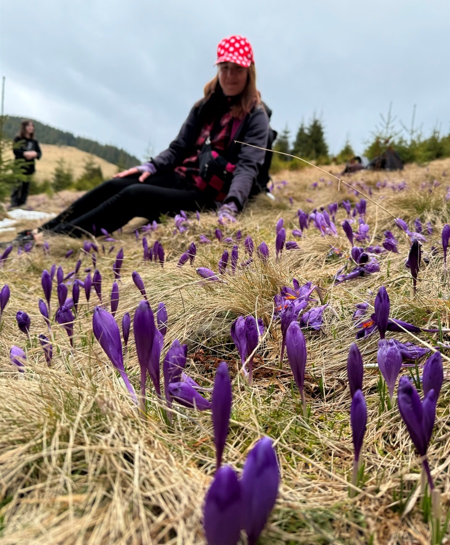 Авторка статті на полонині з крокусами