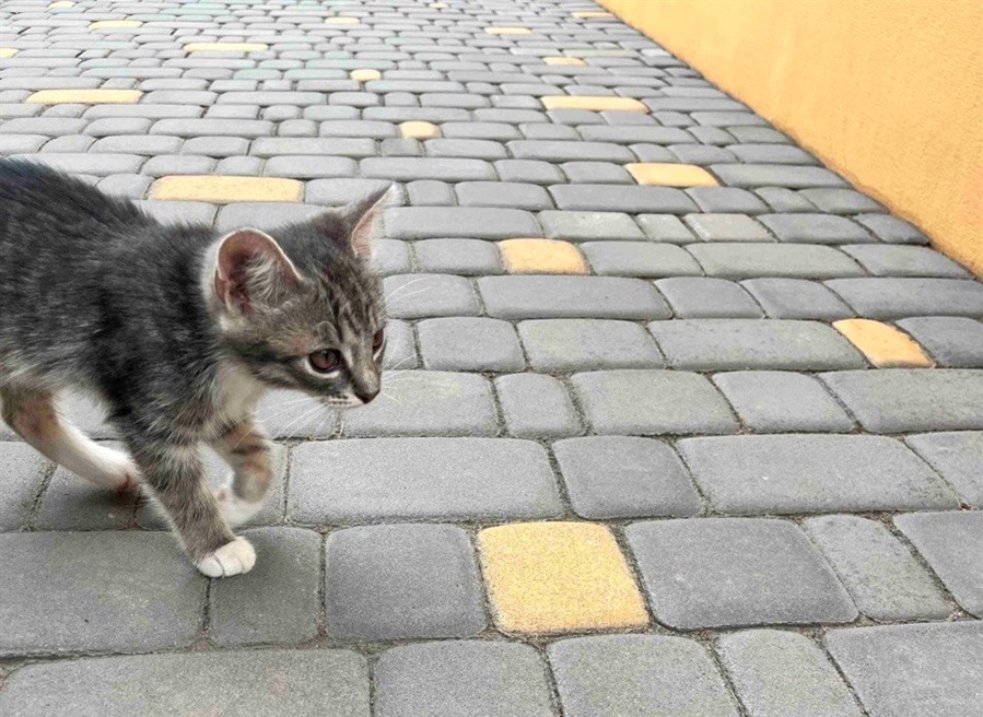 Киця потрапила до гарних людей