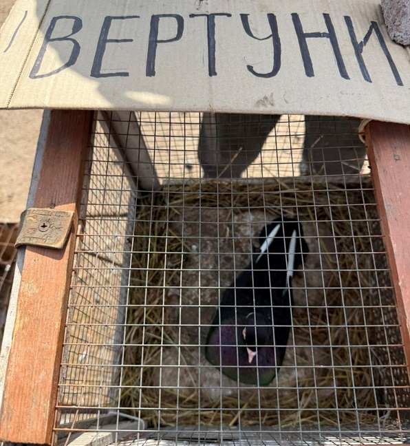 Хто такі голуби-вертуни та що вміє миколаївська льотна порода: репортаж з ярмарку в Первомайську