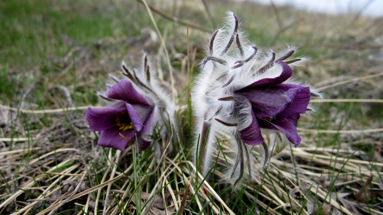 Сон чорніючий (Pulsatilla pratensis L.)