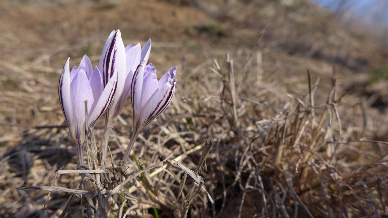Шафран сітчастий (Crocus reticulatus)
