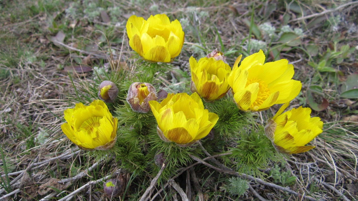 Горицвіт весняний(Adonis vernalis L.)