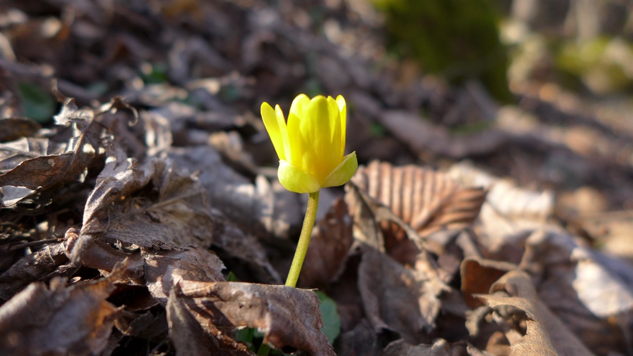 Пшінка весняна (Ficaria verna)