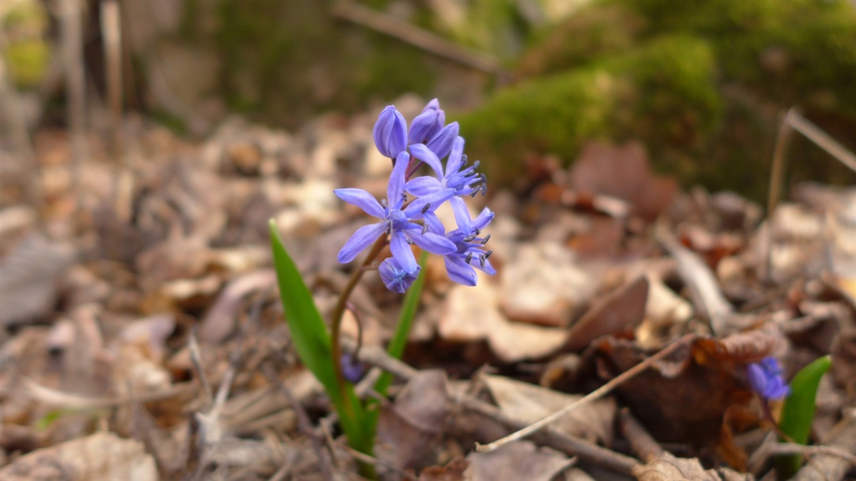 Проліска дволиста (Scilla bifolia L)