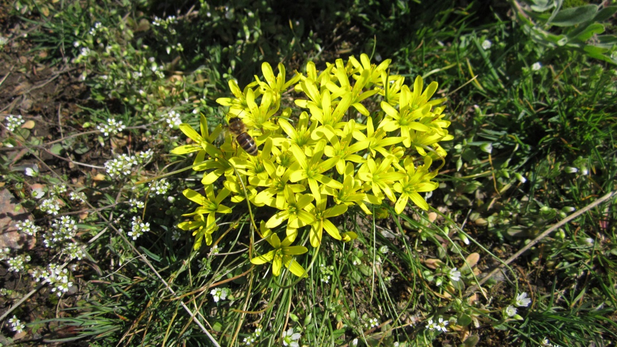 Гусяча цибулька (Gagea minima)
