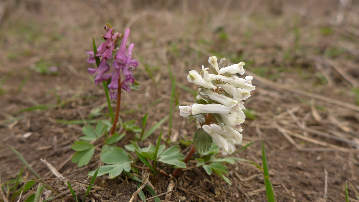 Ряст (Corydalis)