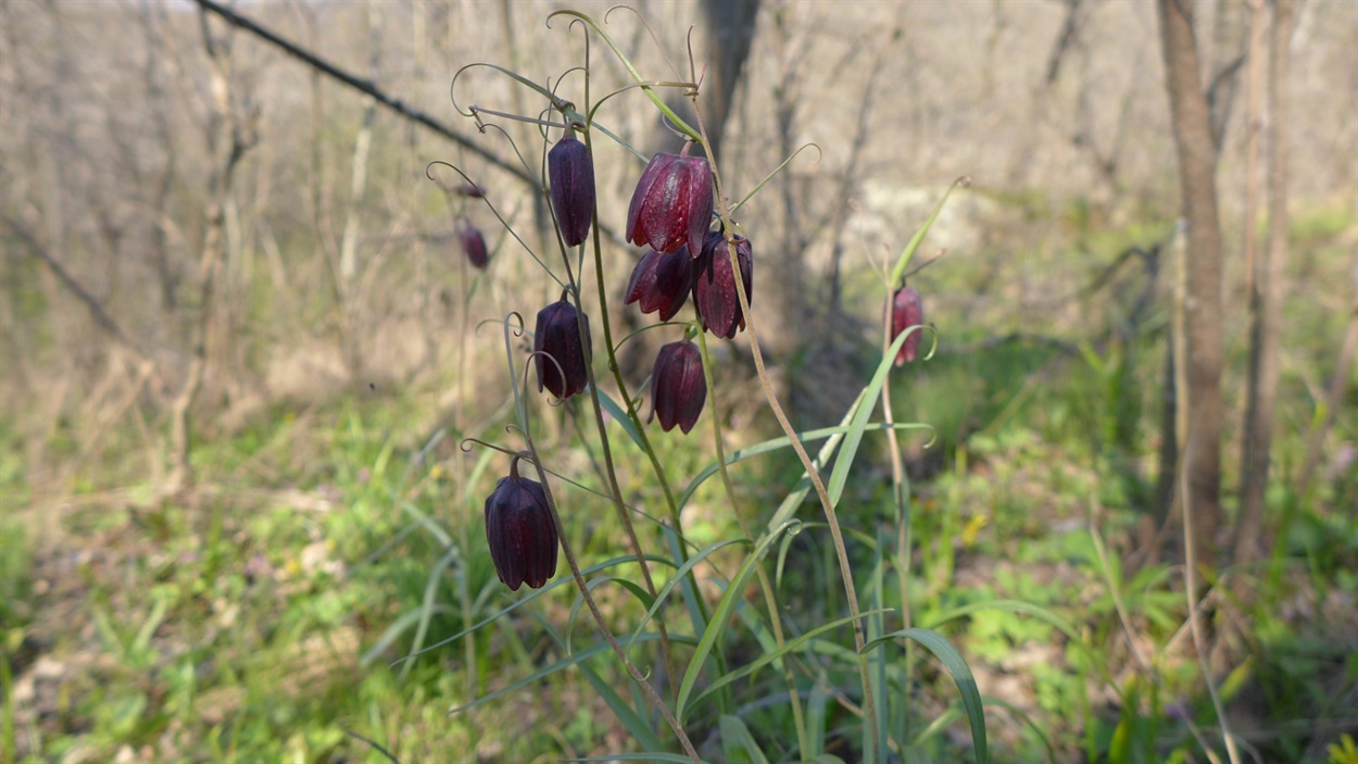 Рябчик Руський (Fritillaria ruthenica Wikstr.)