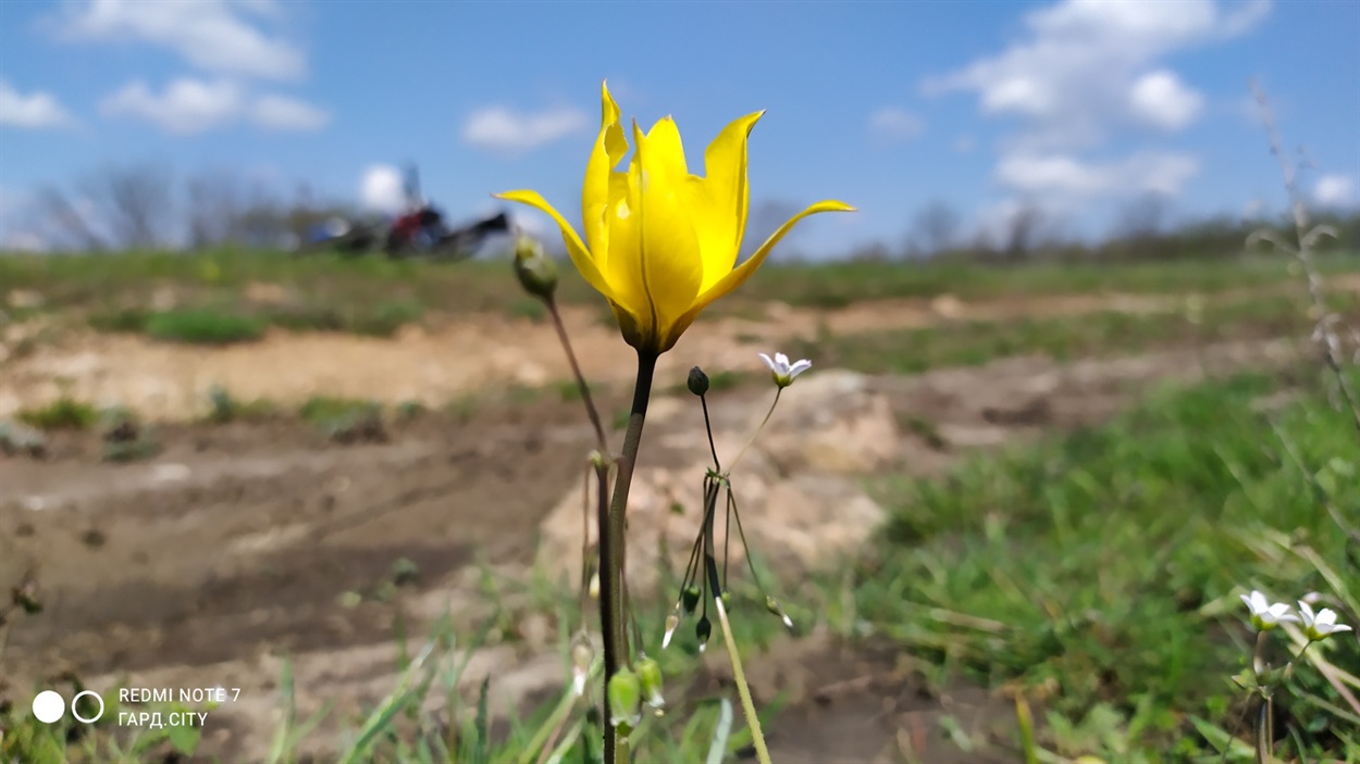 ​Тюльпан бузький (Tulipa hypanica)