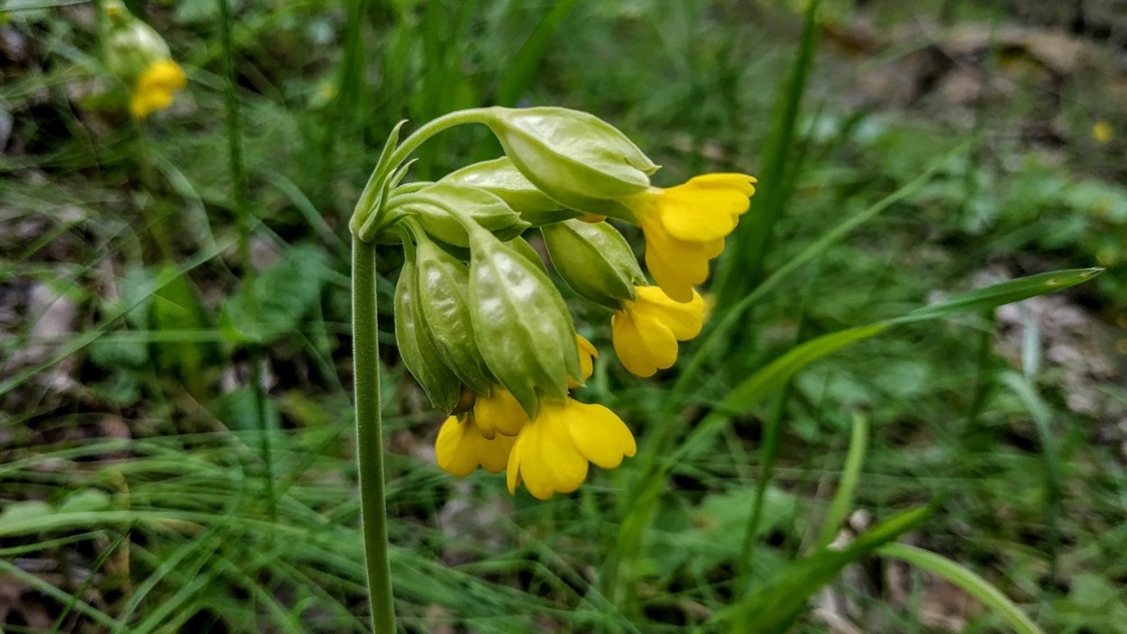 Первоцвіт весняний (Primula veris L.)
