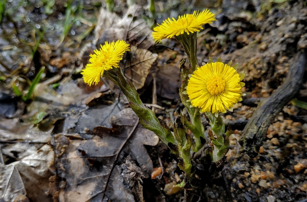 Мати й мачуха, підбіл звичайний (Tussilago farfara L)