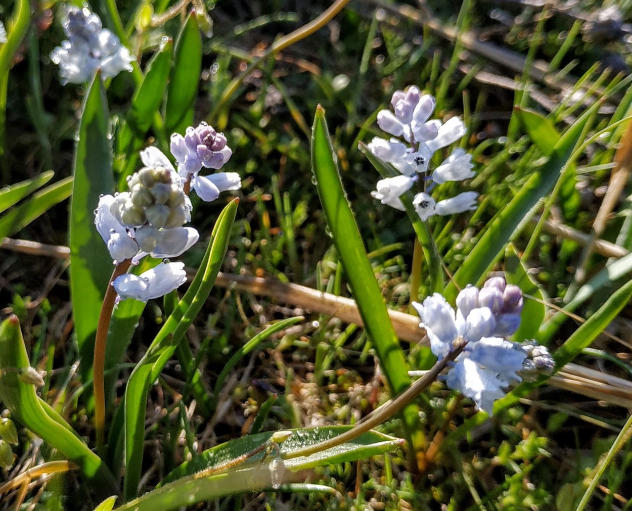 Гіацинтик блідий (Hyacinthella leucophaea)