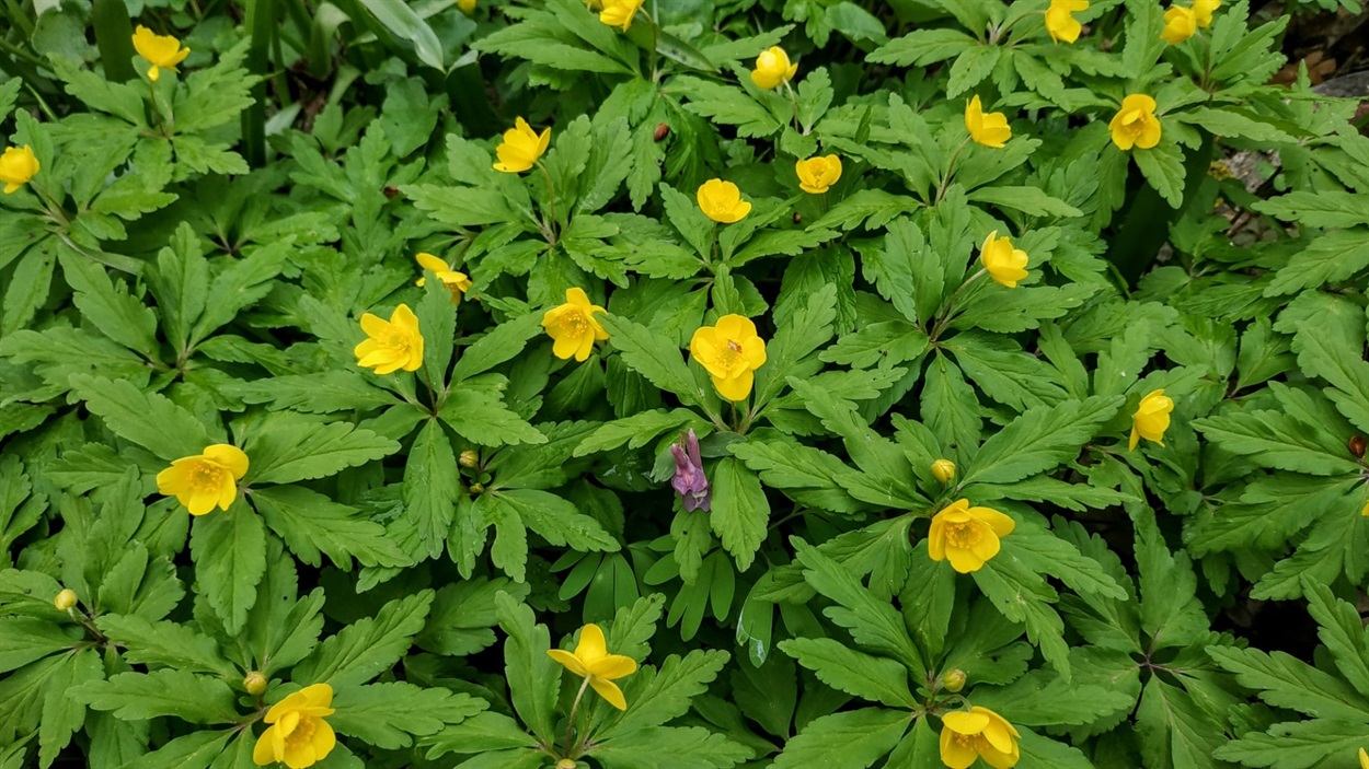 Анемона жовтевцева (Anemone ranunculoides L.)