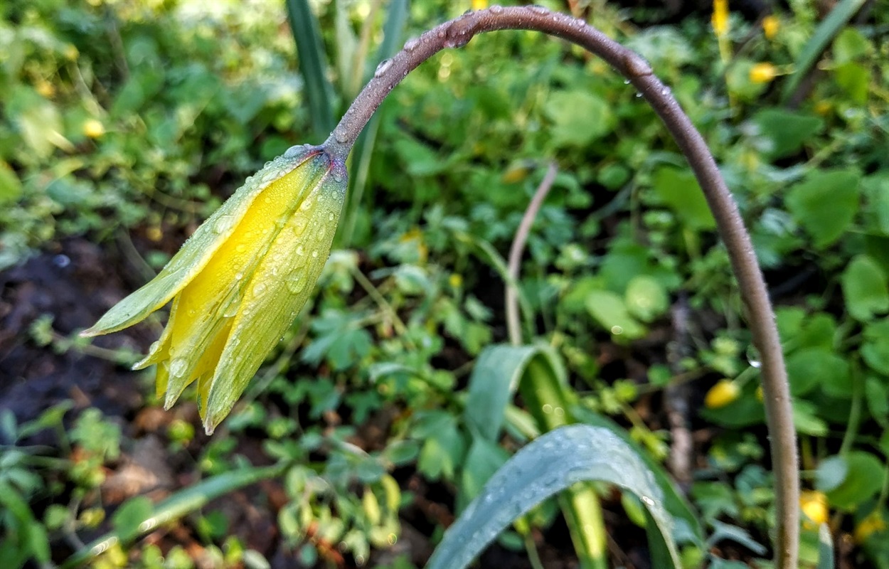 Тюльпан дібровний (Tulipa quercetorum)