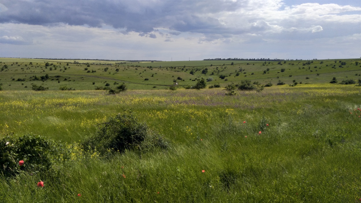 Безмежне поле