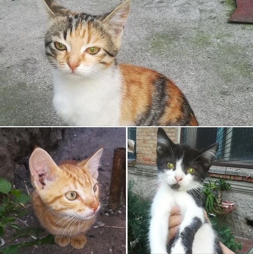 Котенята шукають дім