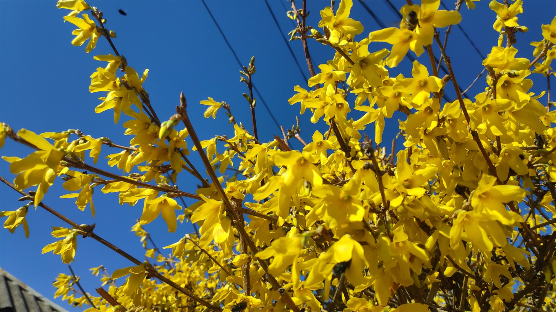 Весняна природа, що символізує народні прикмети 25 березня та спостереження за погодою цього дня народні прикмети 25 березня весняна погода