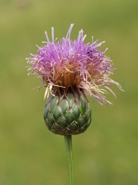 Serratula lycopifolia (Vill.) A.Kern