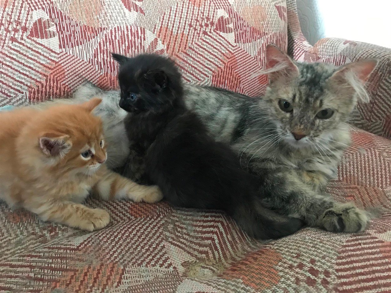 Аська та котенята