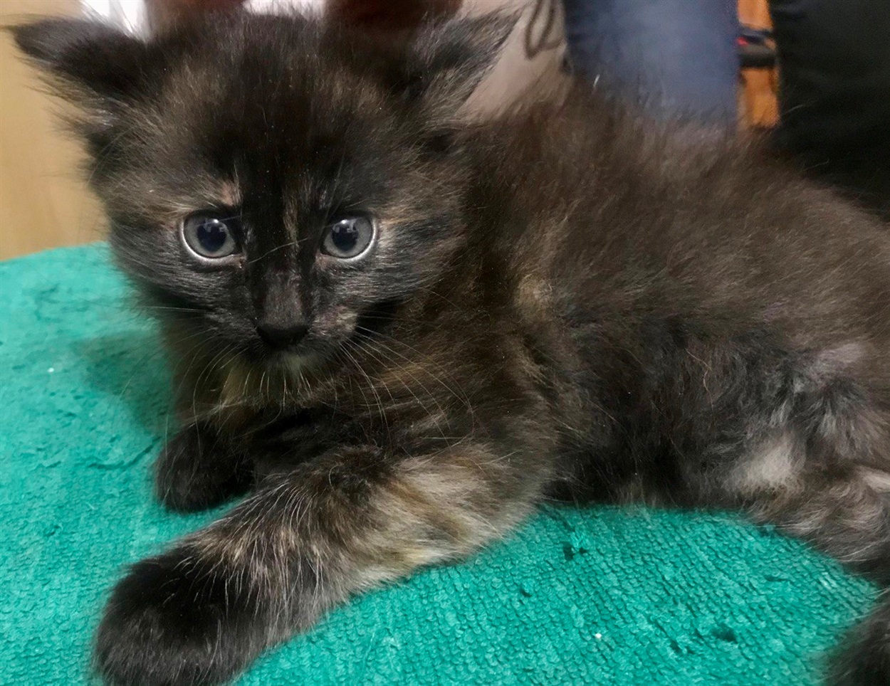 Котенятко