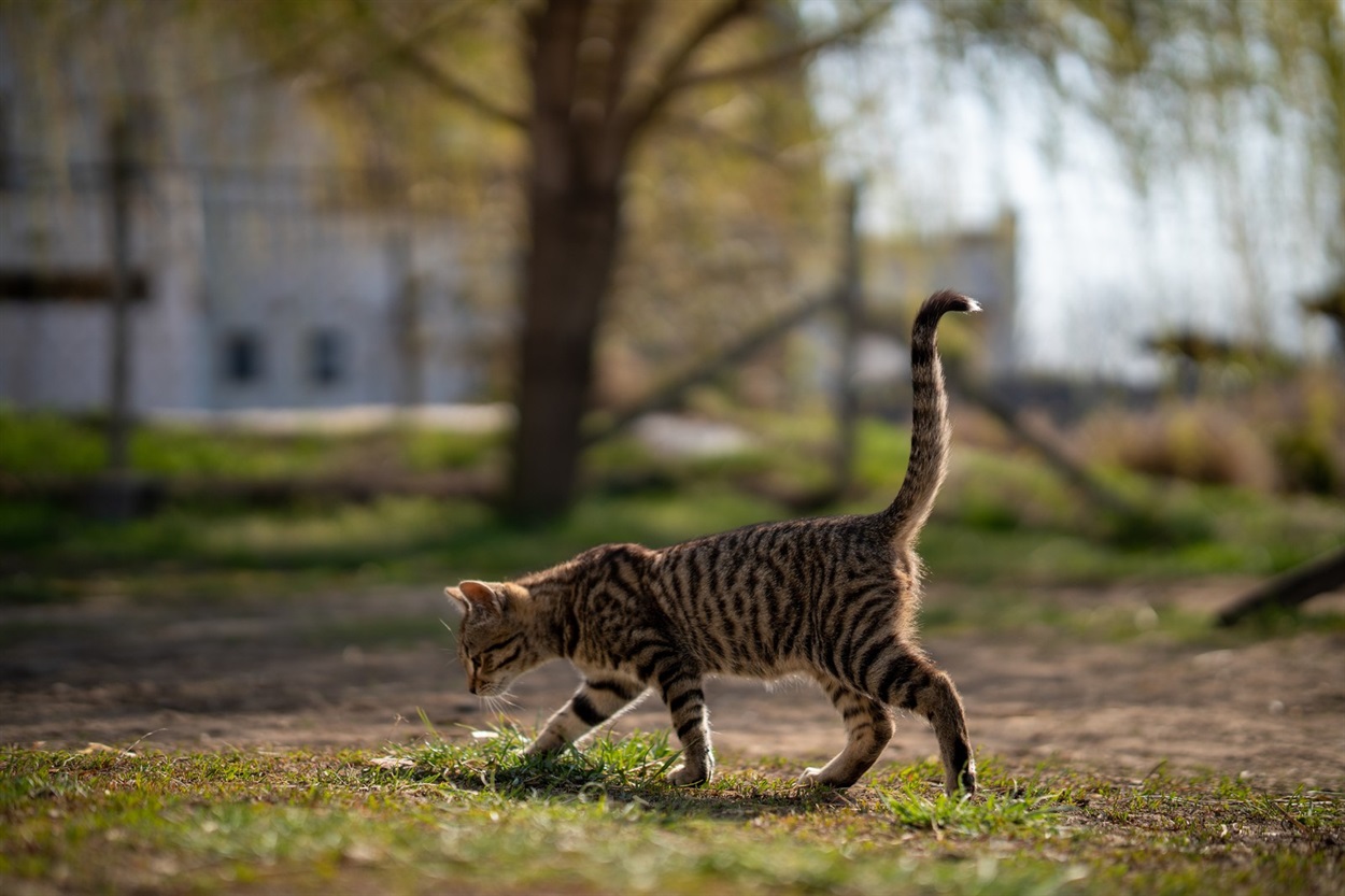 Кіт на прогулянці