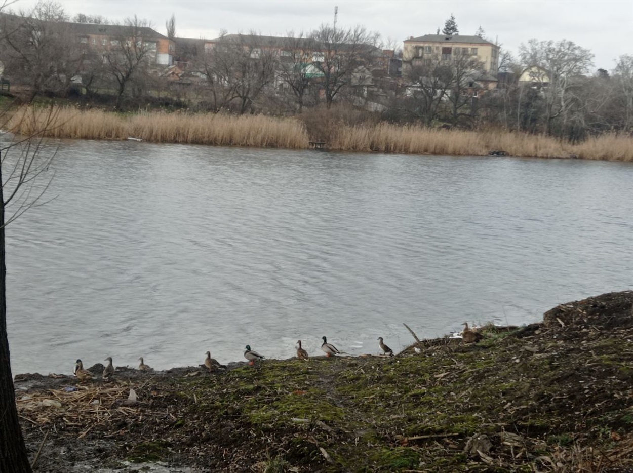 Качки на березі