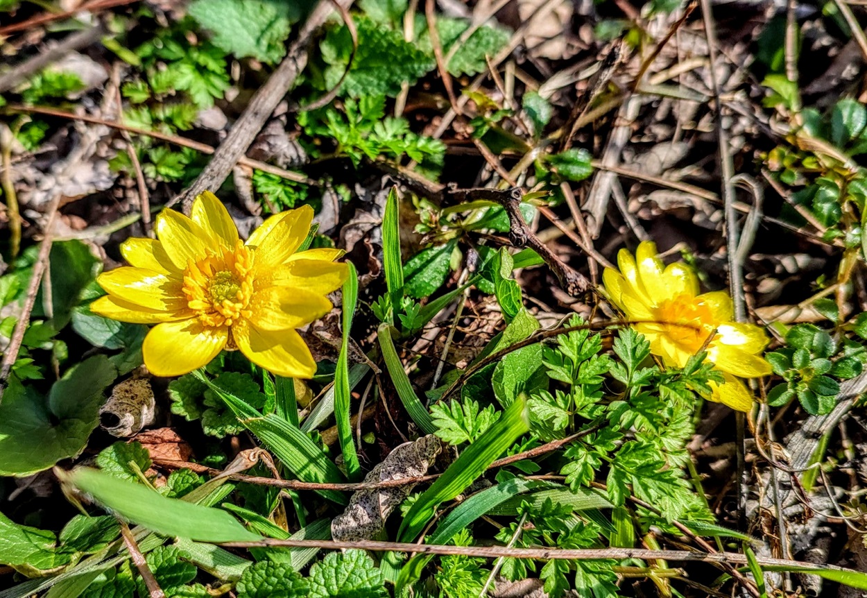 Бузький Гард. Пшінка весняна, або жовтець-пшінка (Ficaria verna, synonym: Ranunculus ficaria)