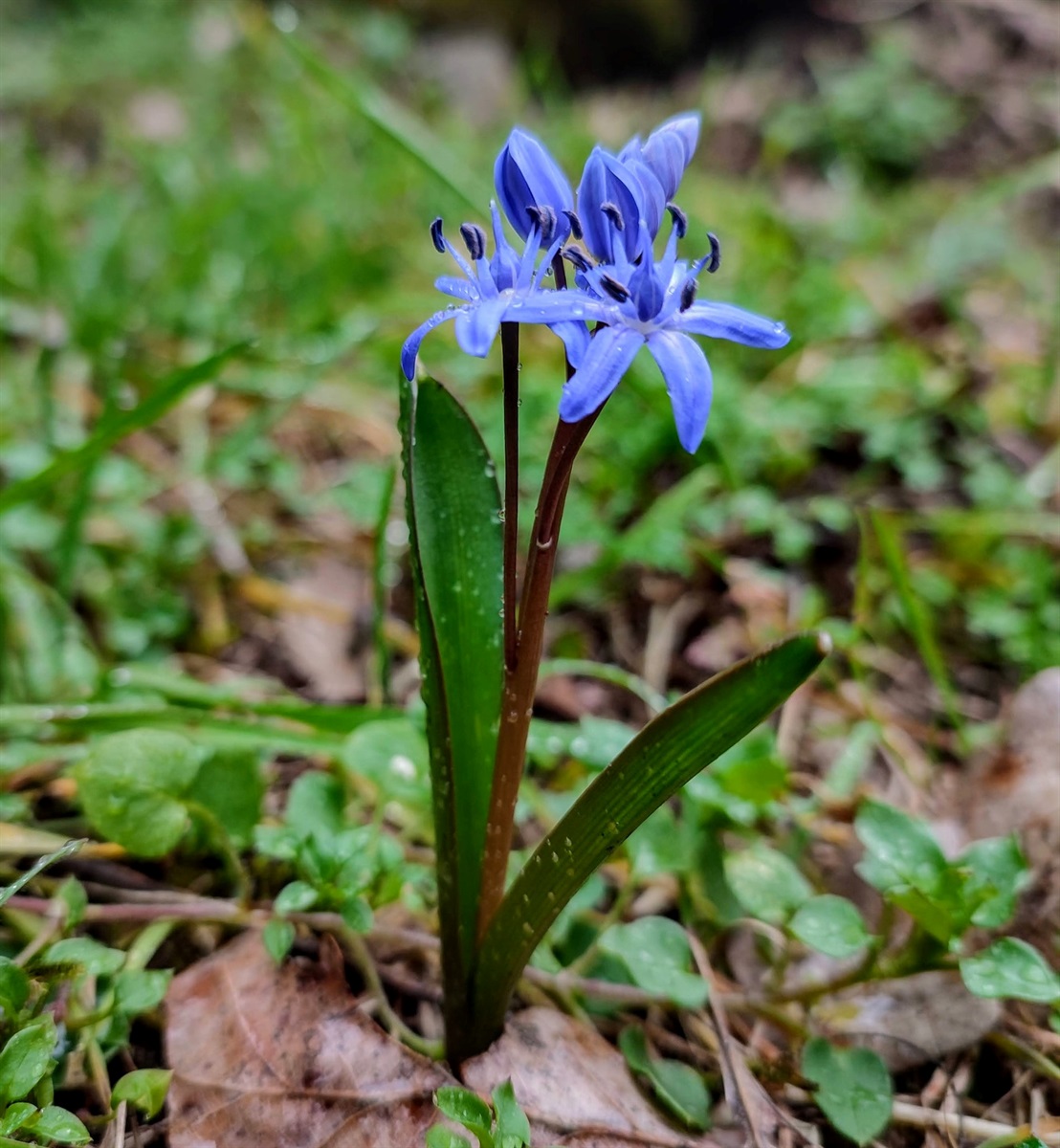 Бузький Гард. Проліска дволиста (Scilla bifolia L.)