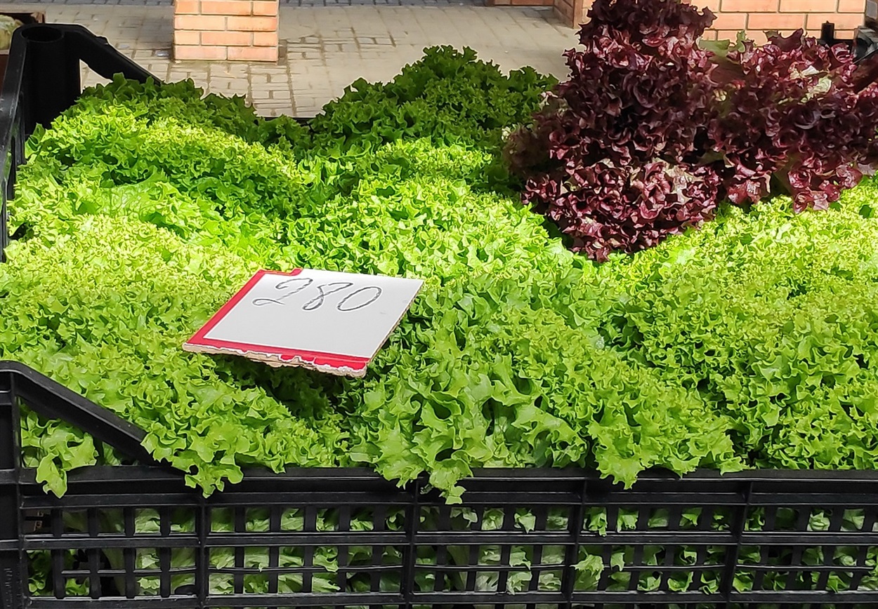 Салат кучерявий