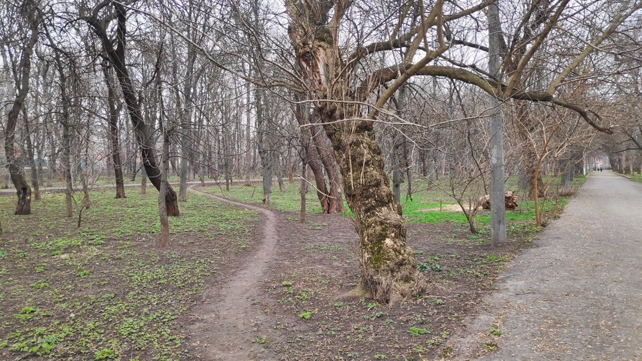 Паркові алеї і стежки