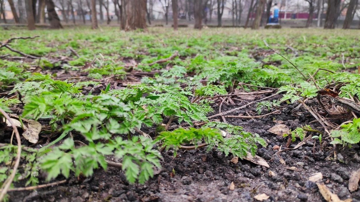 Весна у парку