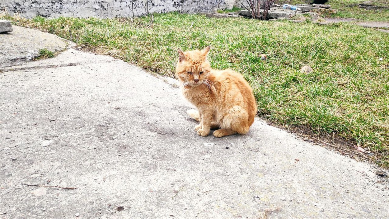 Рудько