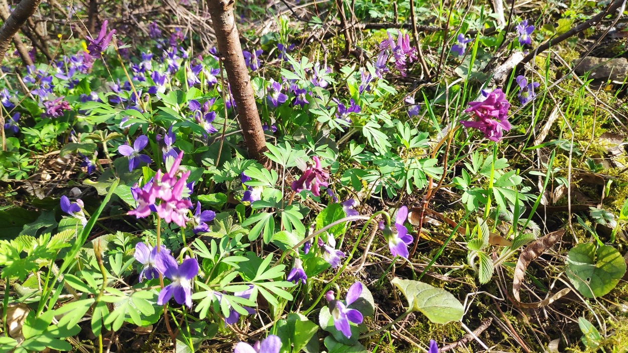 Квіте ряст щільний (Corydalis solida)