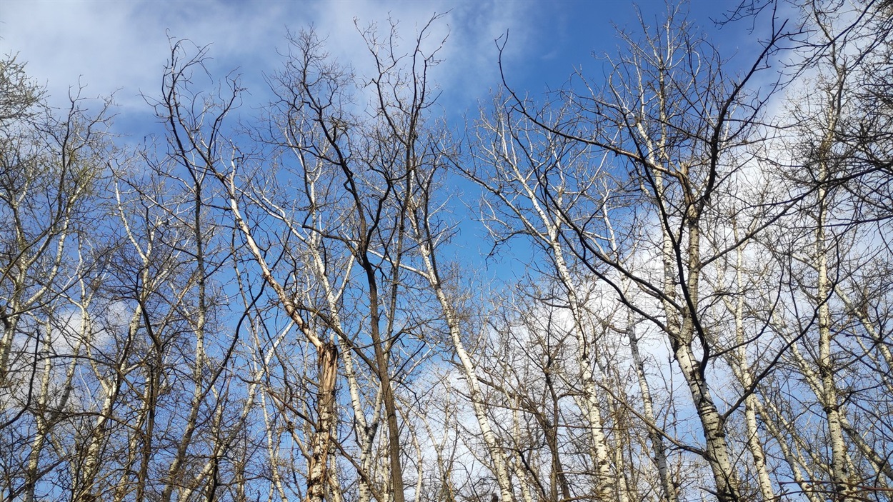 Квітневе небо