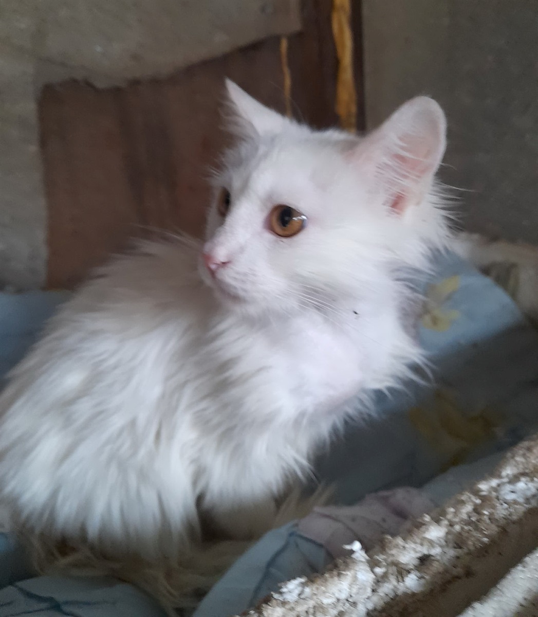 Котик Кокосик
