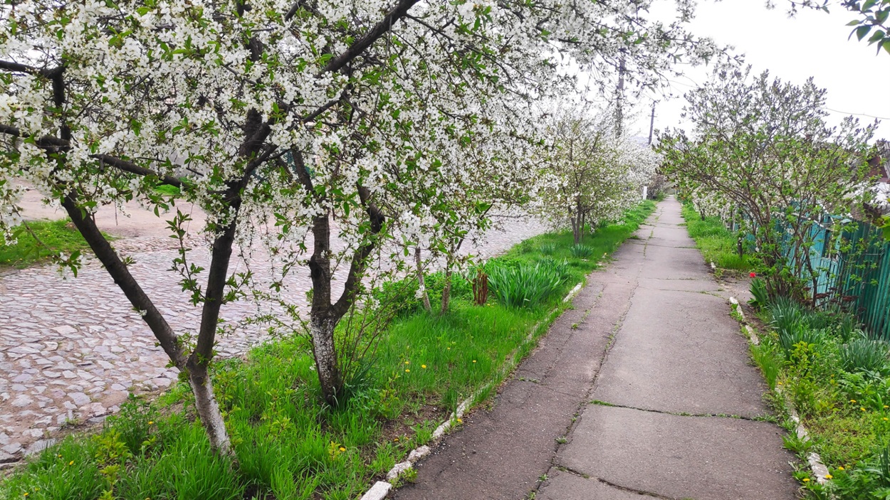 Вулиця гетьмана Мазепи. Вишни цвітуть