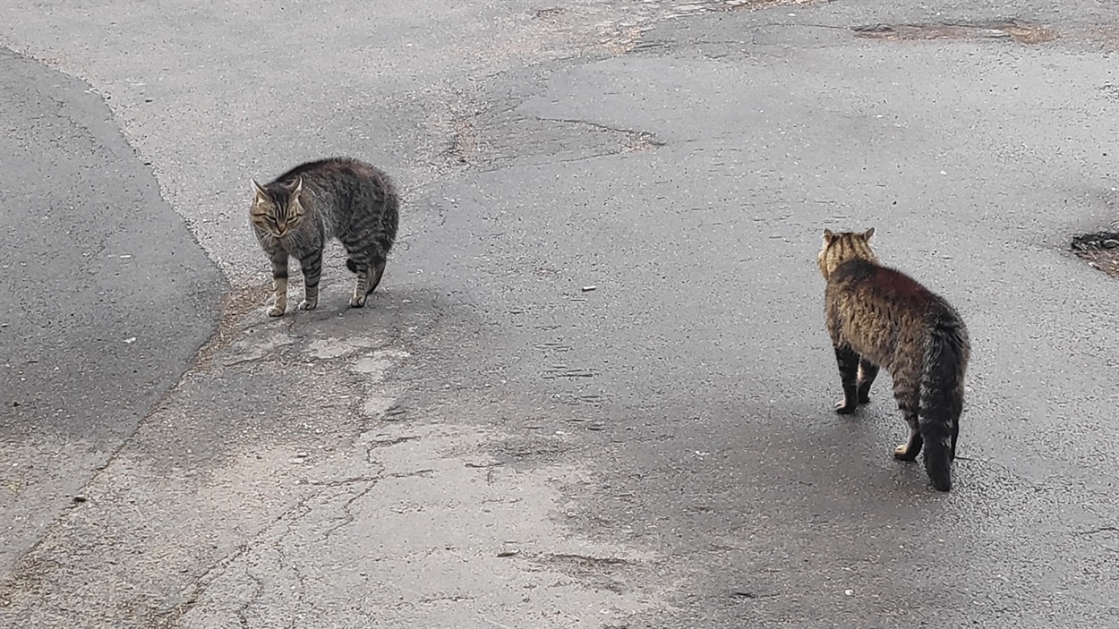 Зараз буде котяча бійка