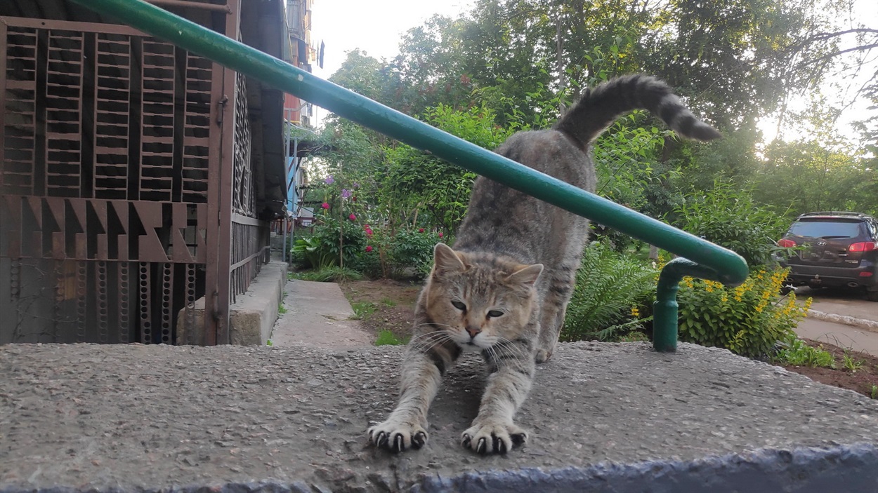 Мурля