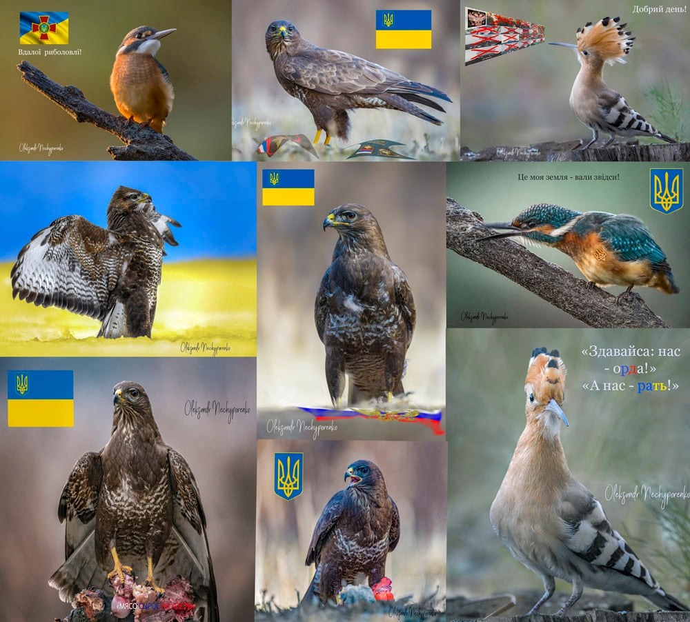 Українські птахи