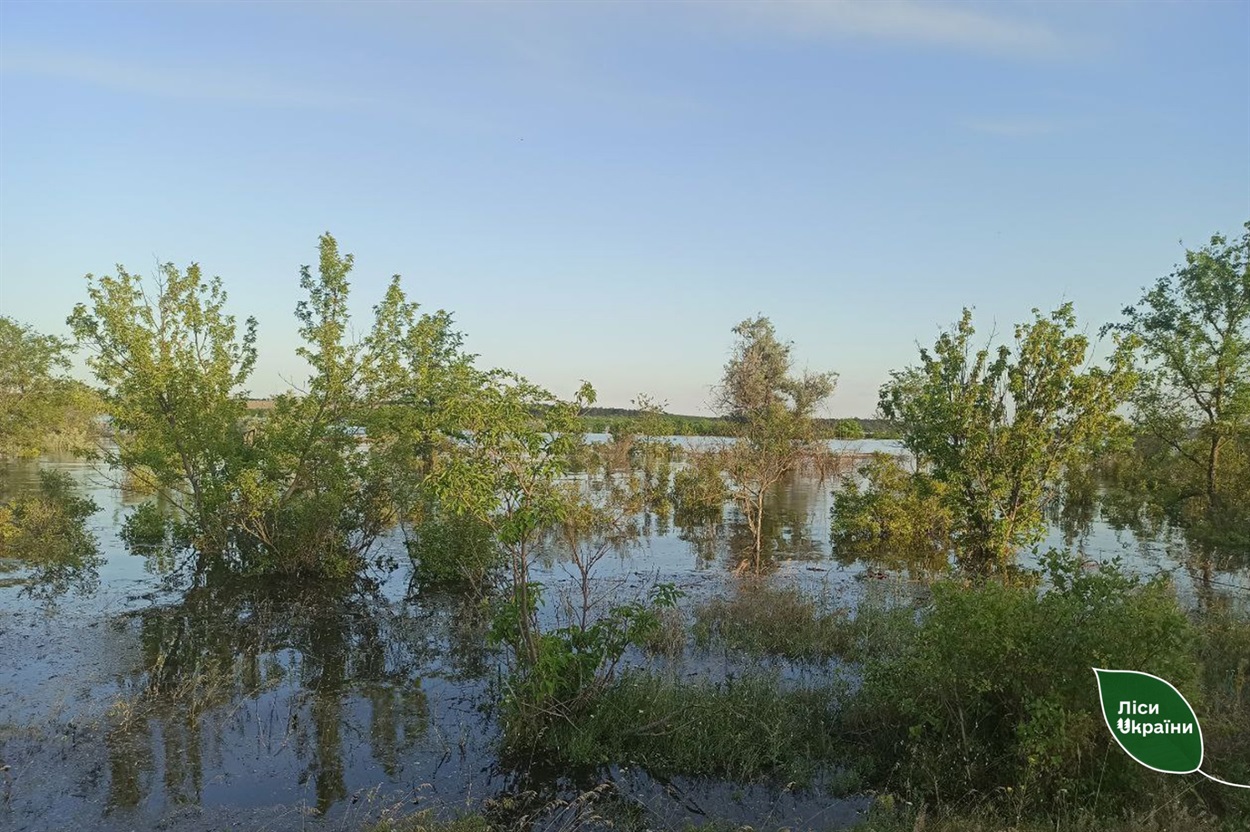 Підтоплений ліс