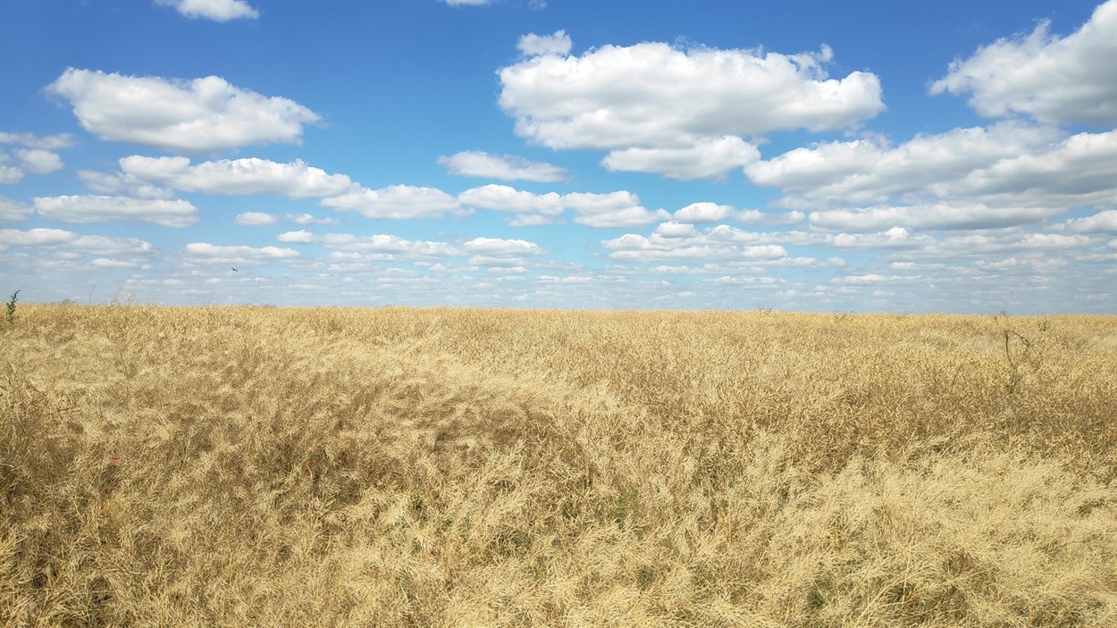 Рапсове поле у липні